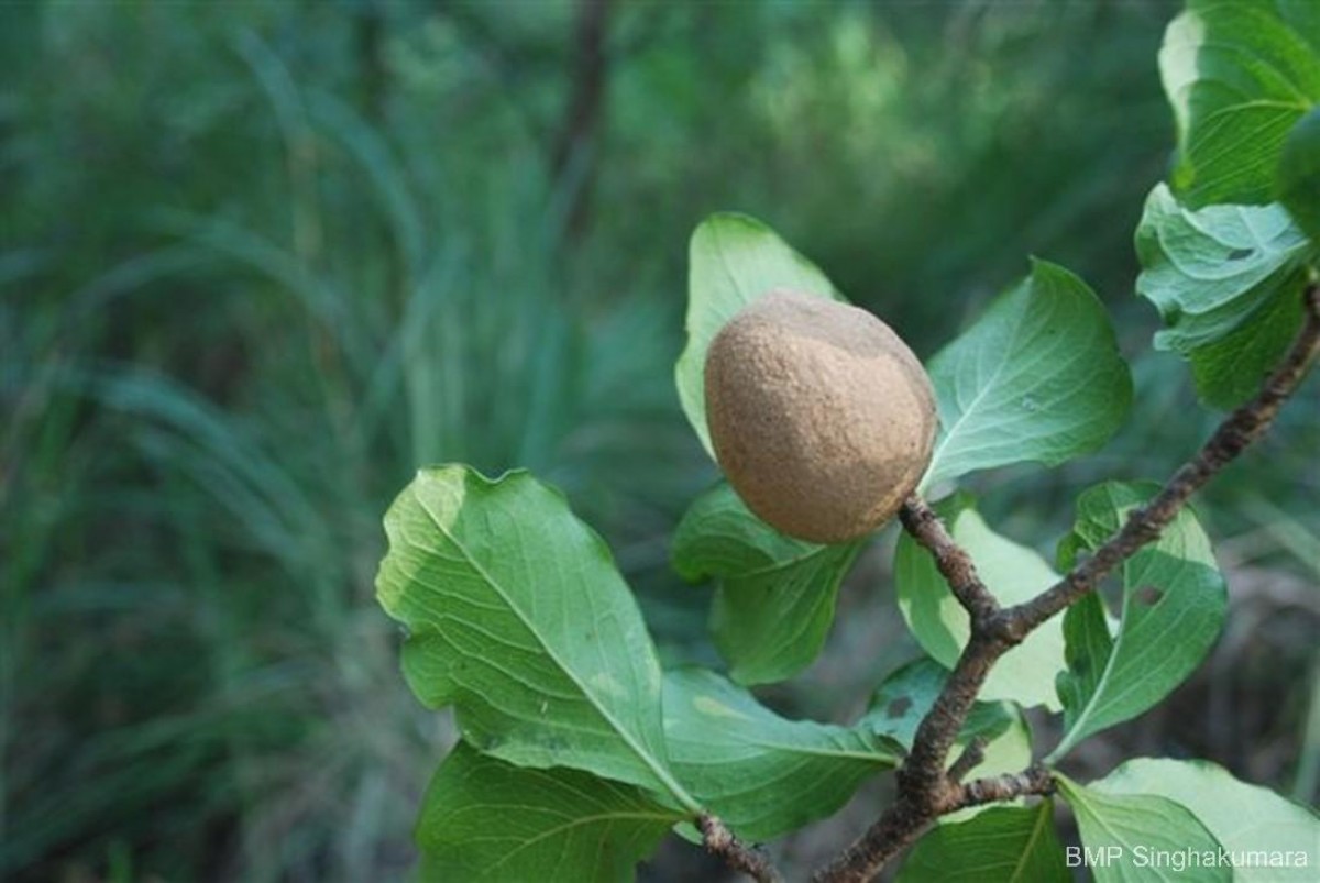 Ceriscoides turgida (Roxb.) Tirveng.